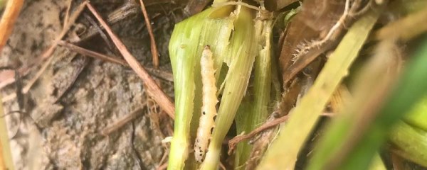 水稻钻心虫的防治时间，防治方法介绍