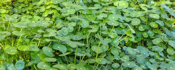 家里种什么花招财旺人，金钱草