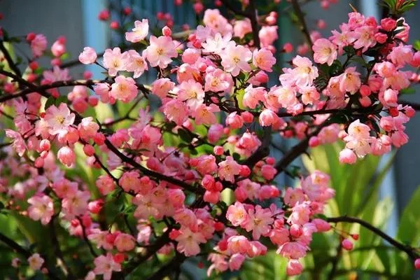 海棠花开花时间，最佳观赏期