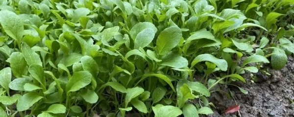 何时种鸡毛菜，种植时间