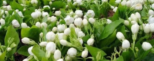 室内盆栽花卉，美化家居的最佳选择