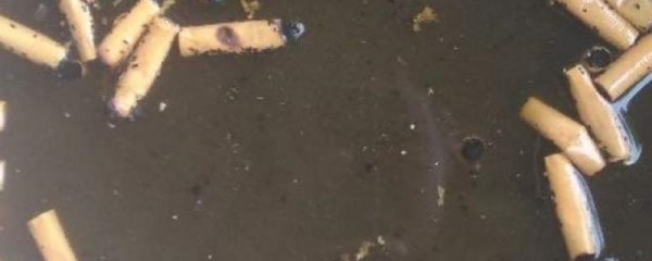烟灰水浇花有什么好处