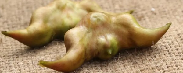 菱角好吃吗，口感和味道怎样
