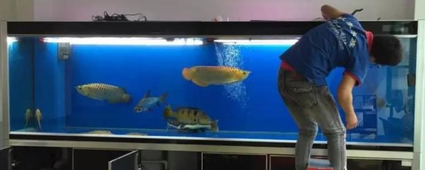 怎样清洗鱼缸内壁，可用刮藻刀来清理