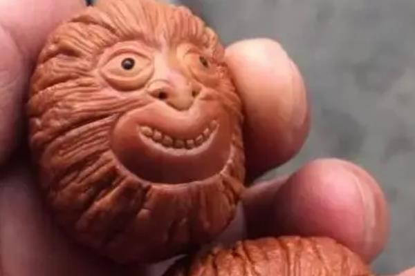 猴头是什么植物的种子