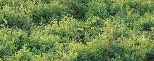 黄芪种植和管理方法