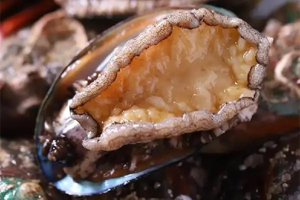 活鲍鱼怎么存放2-3天