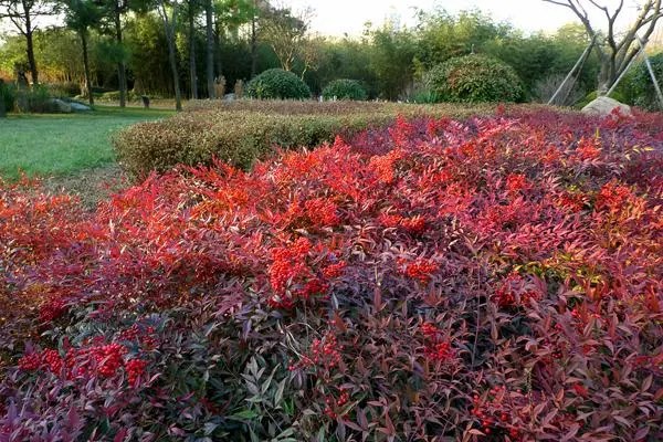 南天竹结果，种植技巧和养护方法