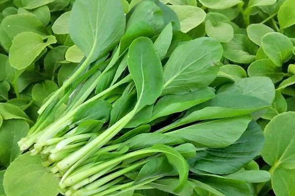 何时种鸡毛菜，种植时间