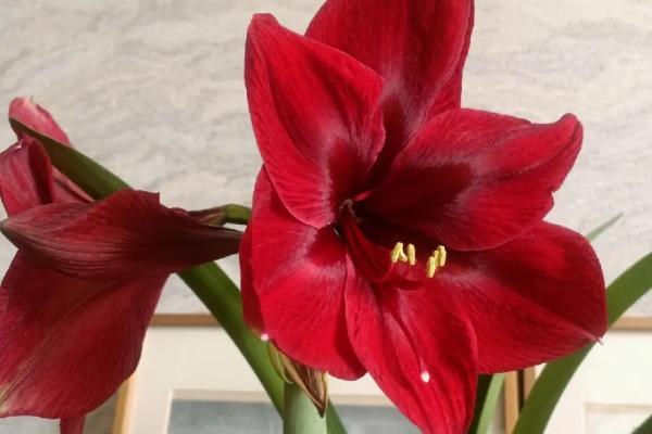 朱顶红的花语，渴望被爱、成双成对均是它的花语