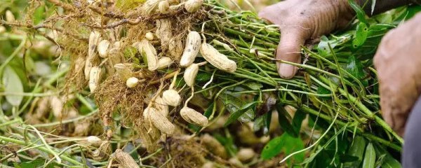 花生行情最高价格是多少，最新报价揭秘