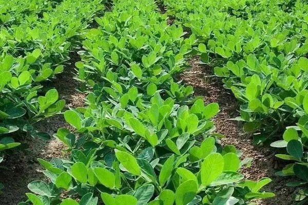 花生高产栽培技术，管理技术分享