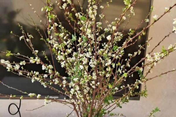 雪柳干枝开过花就报废了吗