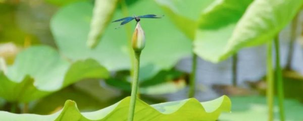 荷花春天什么时候发芽，3-4月份左右便会开花