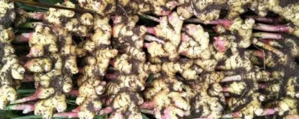 生姜茎基腐病是什么引起的，由疫霉菌、腐霉菌等和少许复合侵染引起的