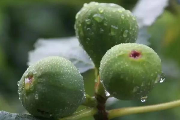 无花果树能用石硫合剂吗