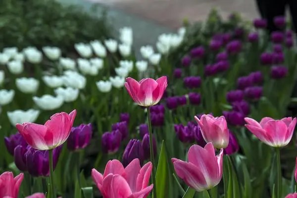花卉生小飞虫处理，花卉虫害防治方法