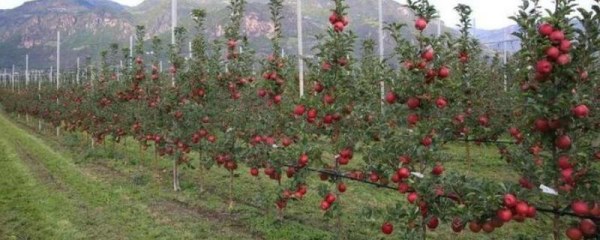 什么适合在农村种植，种植理由是什么