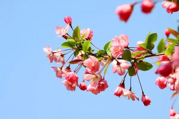 海棠花排名，国内海棠花品种有哪些