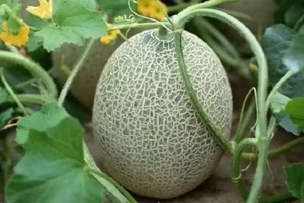 哈密瓜的种植技术，如何提高收成