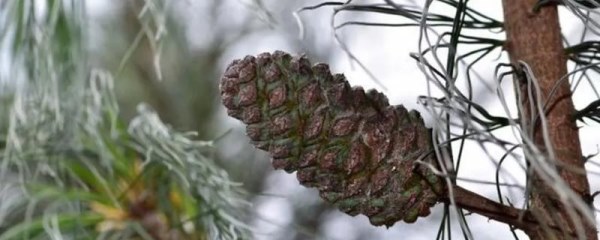裸子植物有花和果实吗