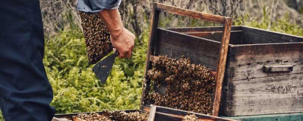 蜜蜂养殖场选择指南，蜜蜂养殖基地