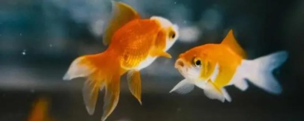 0到10度适合养什么鱼，金鱼、锦鲤、鳑鲏都适合