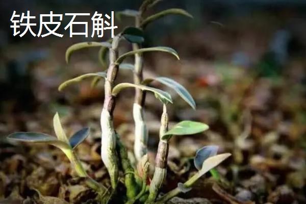 铁皮石斛和霍山石斛有什么区别
