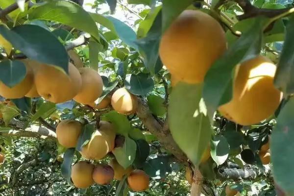 翠冠梨几月份成熟