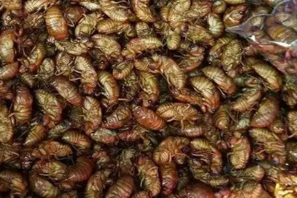 养殖金蝉要投资多少钱，利润如何