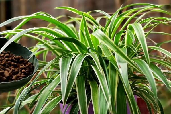 什么是吊兰，附种植要点