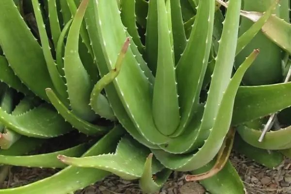 家里养那种芦荟，什么品种的芦荟好