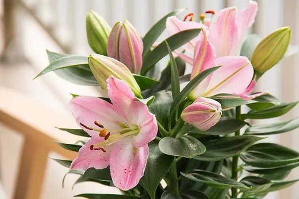百合适合什么季节种植，注意事项