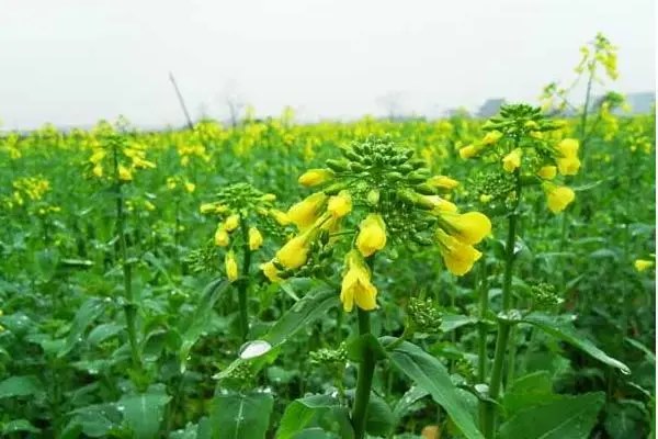 油菜考种方法及步骤，如何让油菜高产又优质