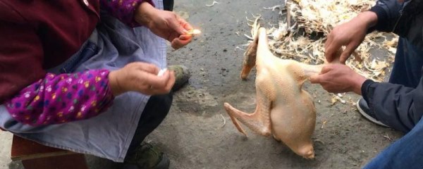 怎么快速去除鹅毛，要顺着鹅毛的纹路拔出
