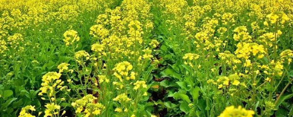 油菜考种方法及步骤，如何让油菜高产又优质